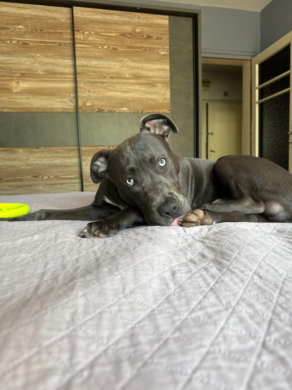 Dog plays and rests at home in Varna