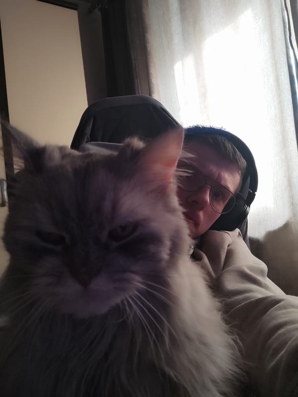 Domestic scenes with cat, toys documented in Klin, Russia
