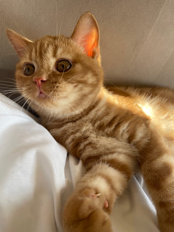 Orange tabby cat photographed up close at home in Kommunarka