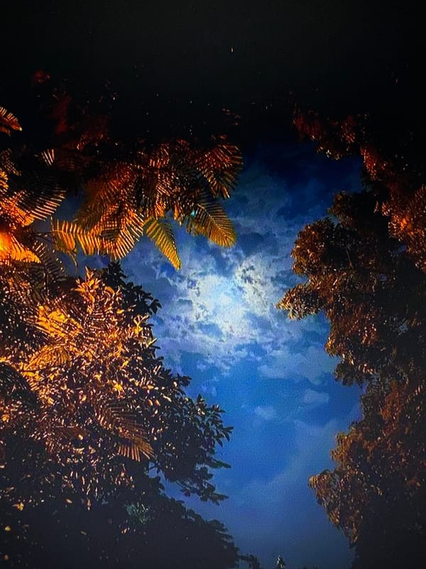 Nighttime parks, moonlit skies, and quiet outdoor paths