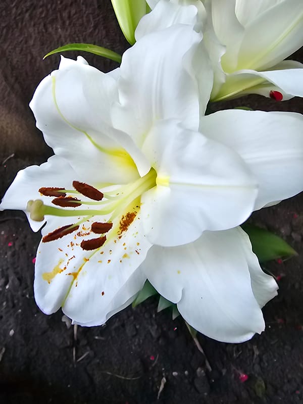 White lily in close detail, multiple angles, Bălți