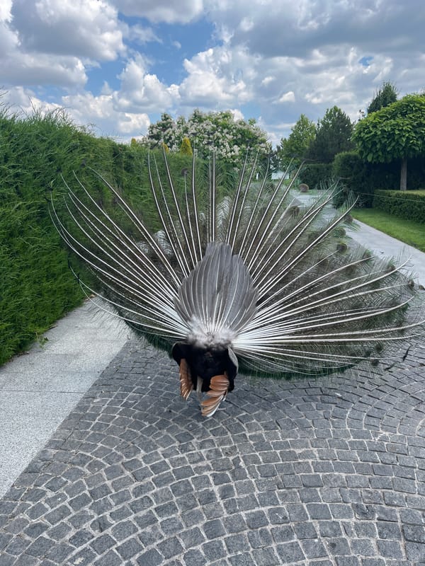 Peacock fans its full plumage in a Dnipro park