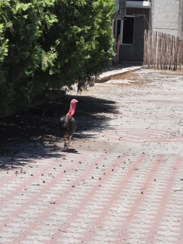 Turkey on pavement, grass and sky — quiet rural snapshots