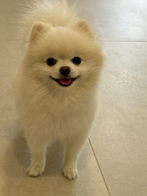 Pomeranian portraits and Tbilisi hillside scenes on a June afternoon