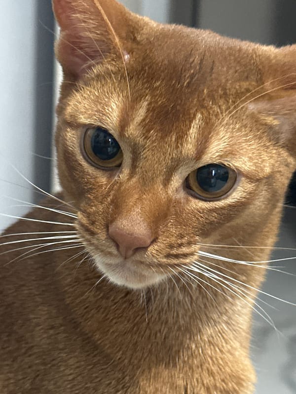 Abyssinian cat plays with toy on marble floor in Kazan