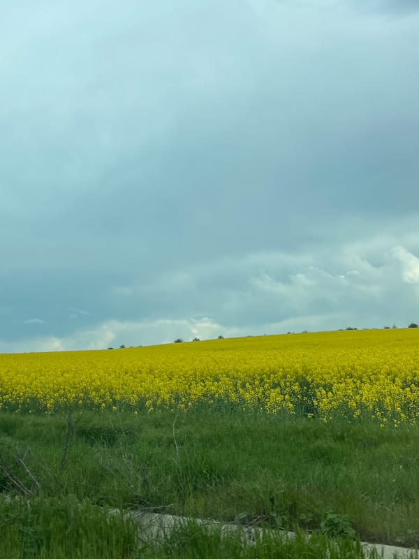 Spring blooms and pastoral scenes documented in 13-minute span