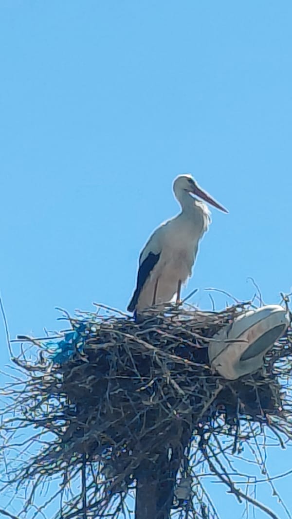 White storks observed at nest on wooden structure