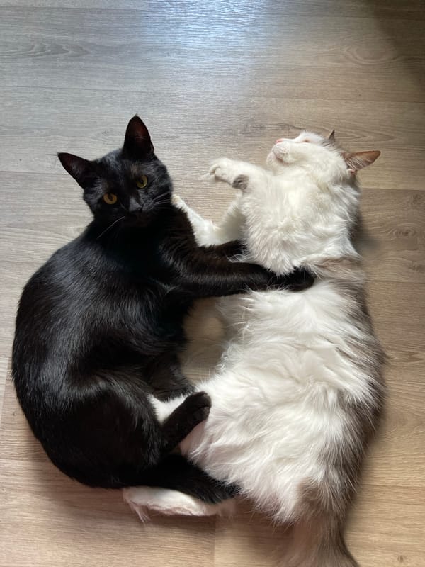 Two cats lounging on a wooden floor, one mid-yawn