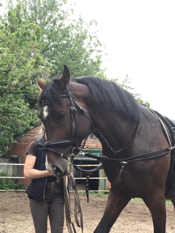 Horse training session documented at Kharkiv facility