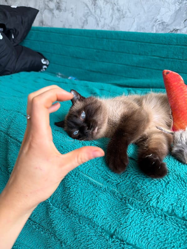 Siamese cat lounges on teal blanket, blue eyes front and center