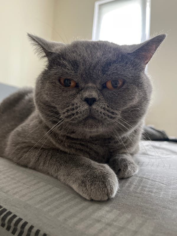 Grey British Shorthair cat documented indoors across Saint Petersburg apartment