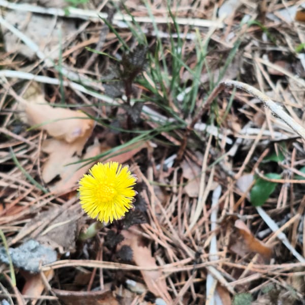 Spring forest walk documented in Chaikovsky with flora photography