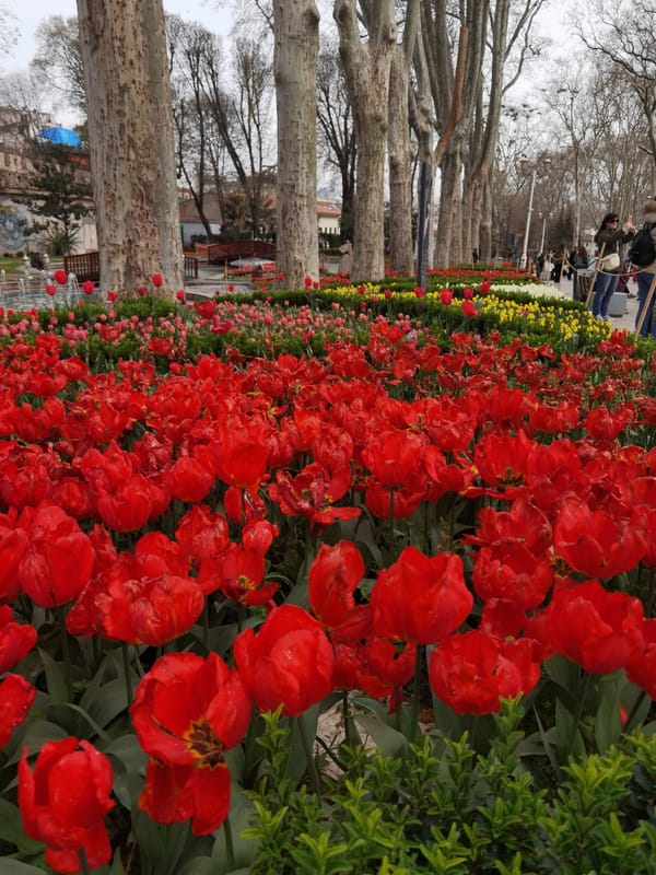 Morning scenes captured in Istanbul park showing tulips, bread cart