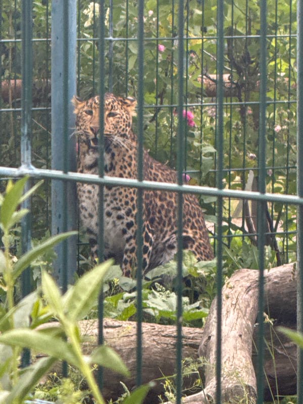 Zoo visit documented in Zaliznychne, Ukraine