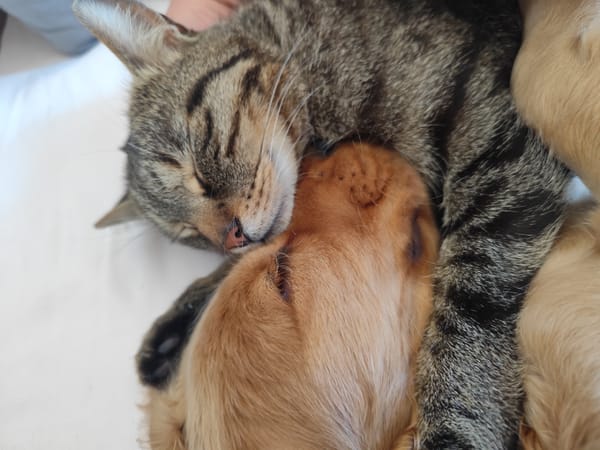 Puppy and cat sleep together in Dafni, Greece