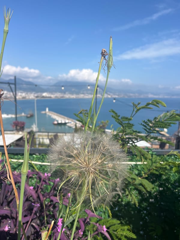 Tourist captures scenic views and street life in Alanya
