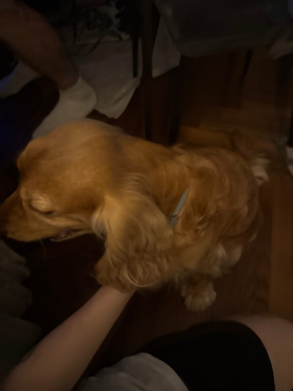 Golden retriever hangs out at home, thoroughly photographed