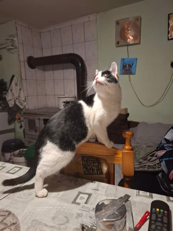 Cat sits by table with remote in Samokov