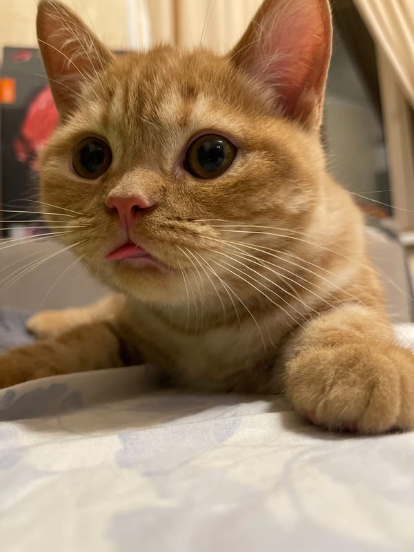 Orange tabby cat photo session in Kommunarka home