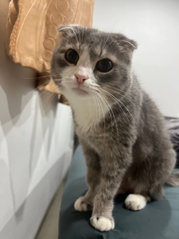 Scottish Fold cat chilling at home in Choeng Thale