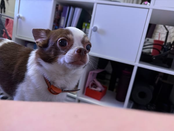 Man shares mealtime with attentive small dog in Moscow