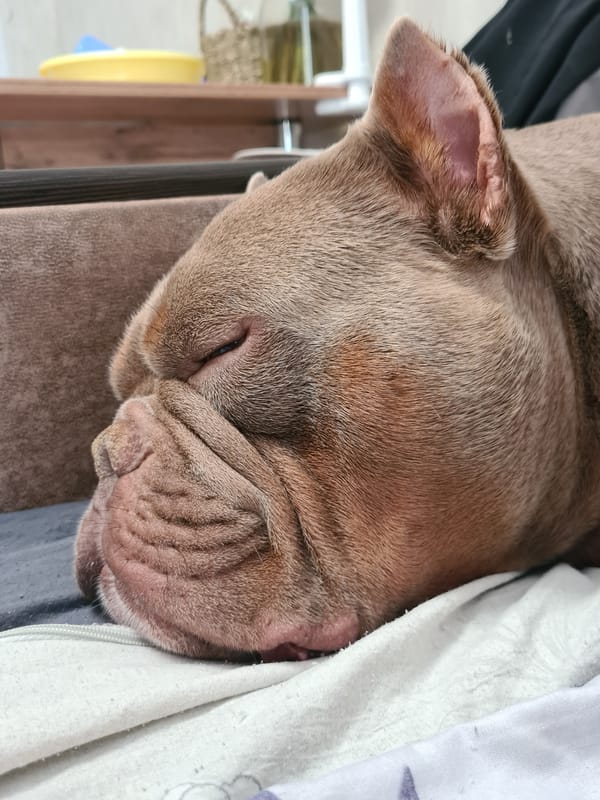 Bulldog naps on a blanket, paw held
