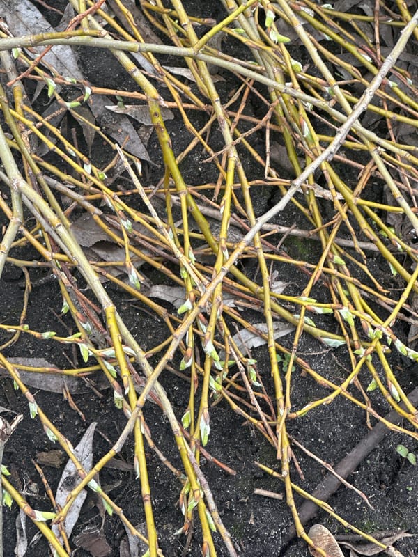 Spring awakening documented in Irpin's recovering landscape