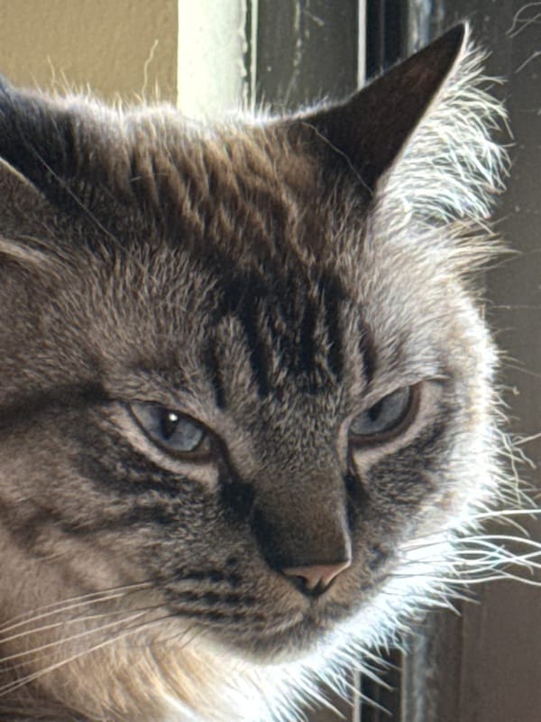 Cat portrait captured in Puebla, Mexico