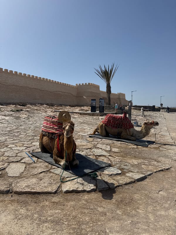 Two decorated camels rest in Agadir plaza