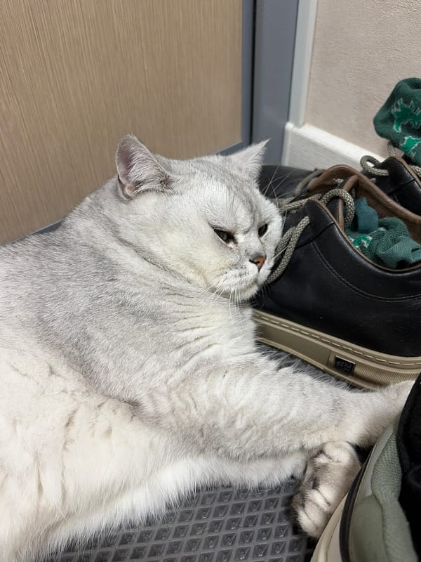 Cat rests beside shoes on mat in Izhevsk home