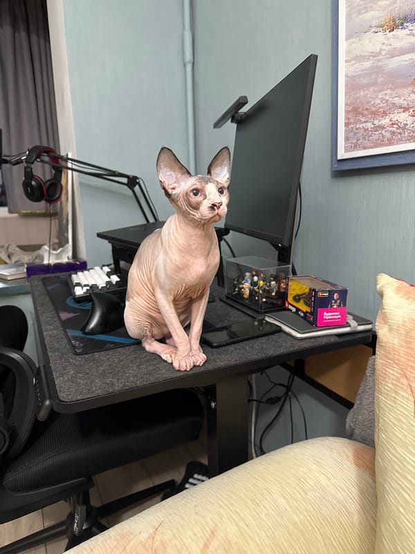 Sphynx cat roams a home, repeatedly investigating a red hairbrush