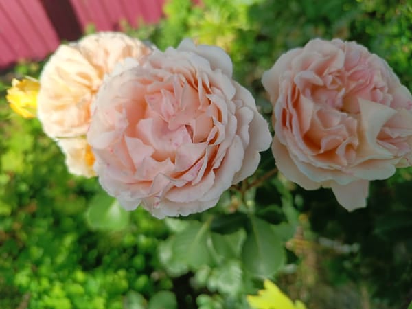 Flowers and succulents in bloom across Salihorsk gardens