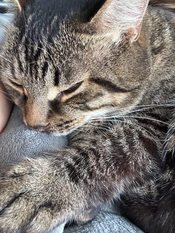 Person and tabby cat share quiet moments in Chernushka
