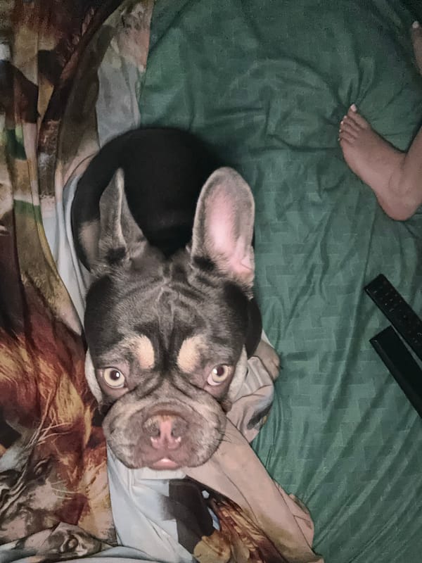 French bulldog and owner's low-key evening at home
