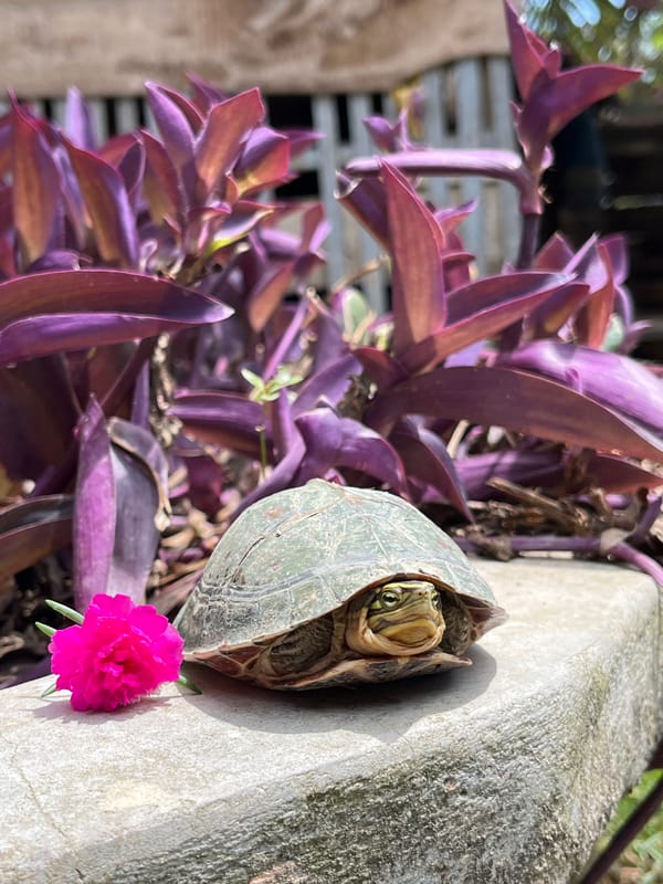 Turtle emerges from shell beside a pink flower on concrete