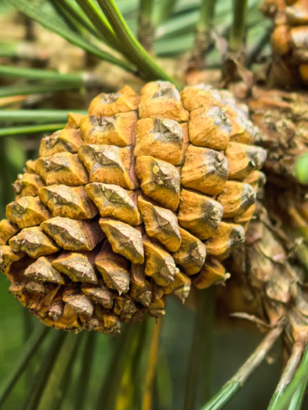 Macro nature photography session: flowers, plants, and ants up close