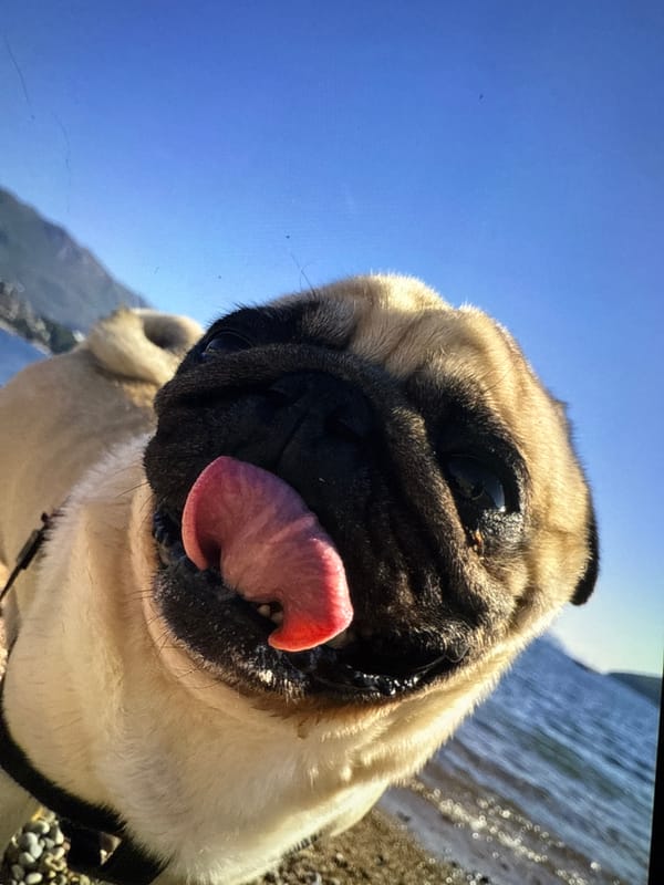 Pug spotted on coastal beach with mountain backdrop