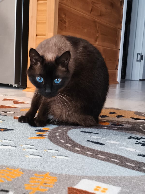Two cats spotted on rugs in Russian home