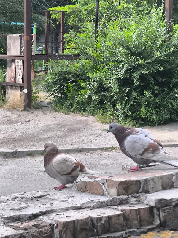 A summer afternoon in Dnipro, flora and street life