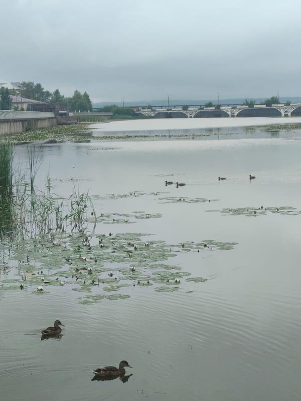 Ducks among lily pads on Votkinsk Reservoir