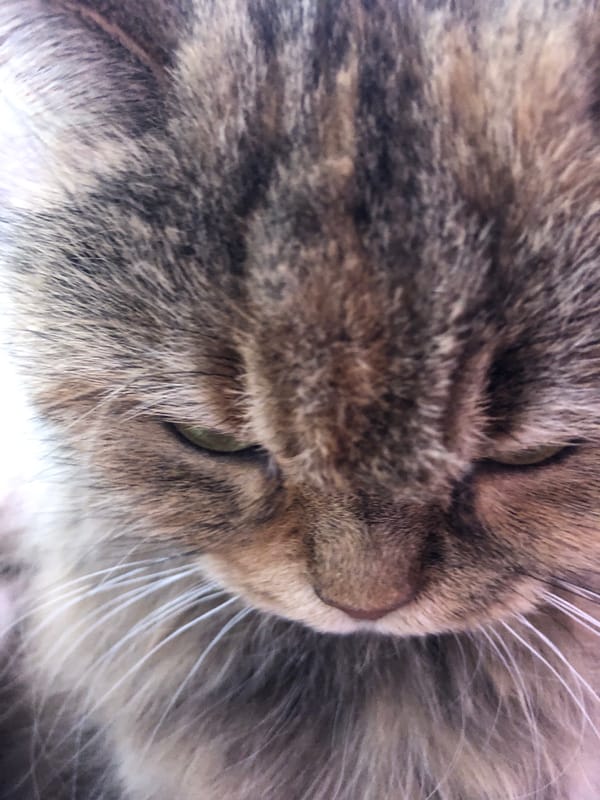 Fluffy tabby cat lounging across pink and purple surfaces