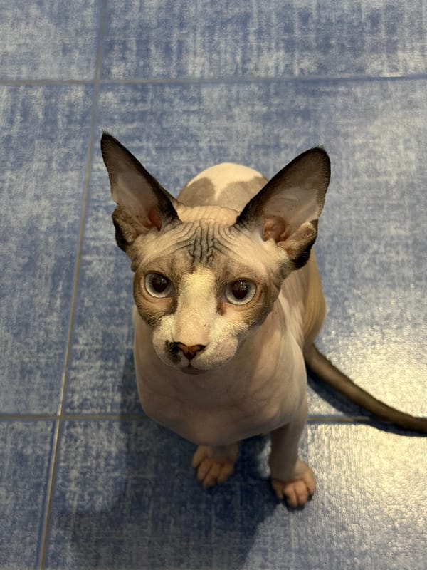 Domestic cats, mostly Sphynx breed, photographed indoors Tuesday evening