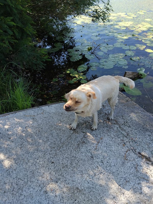 Wet dog pauses at a lily pad pond in Kyiv