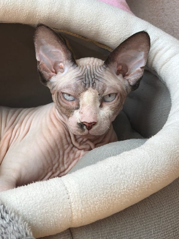 Sphynx cat relaxes in a cozy grey cat bed