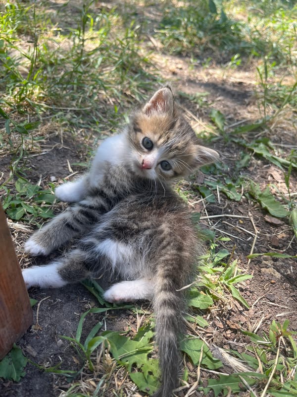 A thriving cat colony relaxes and plays in Bohunove, Ukraine