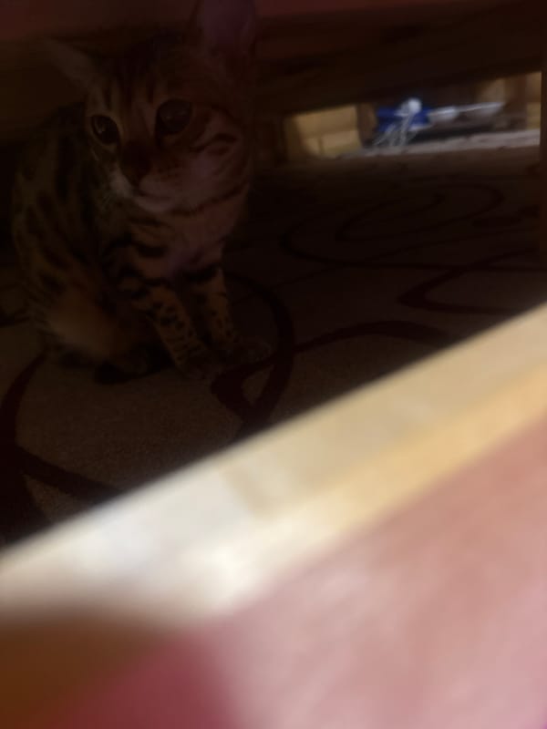 Witness documents everyday moments: cats, child, nature scenes