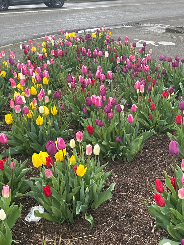 Spring tulips bloom in colorful display on Strasbourg street