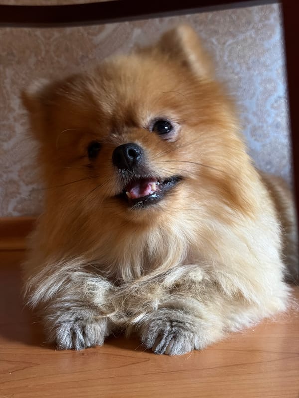 Quiet morning at home with a Pomeranian in Surgut