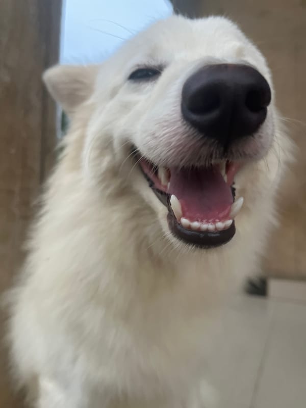 White Dog Photographed in Multiple Close-Up Shots in Nigeria