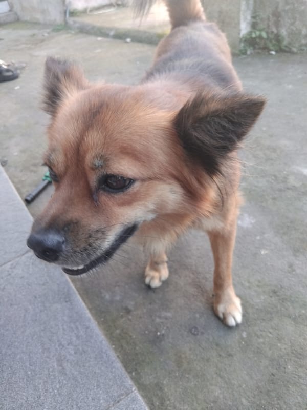 Dog, flower, and Balinese temple documented in 3-minute sequence
